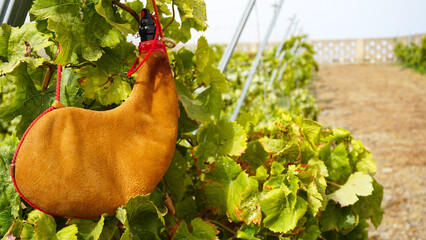 Leather handmade wineskin on autumn vineyard background in Tenerife, Canary Islands,Spain....