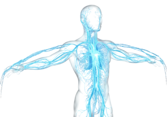 Human nervous system illustration isolated on transparent background
