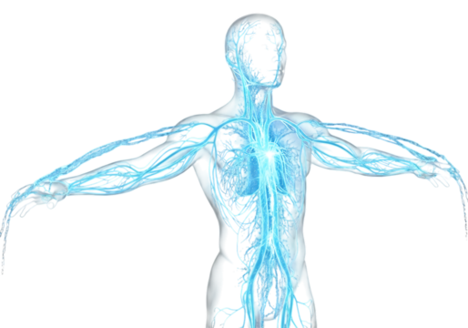 Human nervous system illustration isolated on transparent background