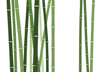 Fototapeta premium Green Bamboo Stalks on White Background.