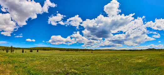 Panorama of Open Meadow Forest Edge and Dramatic Summer Clouds Under Blue Sky