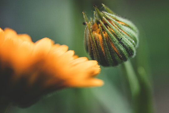 Macro photography of orange calendula flower. Open flower bud and unopened flower bud on green blurred background. Beautiful yellow-orange calendula. Strong bokeh effect.