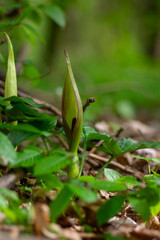 Arum maculatum green lily flowers in bloom in the forest, snakeshead flowering plant