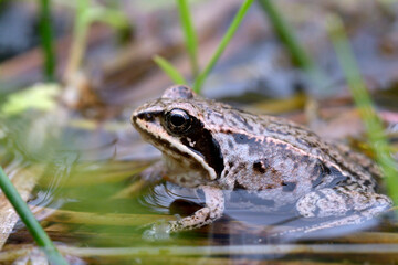 Moor frog in the water
