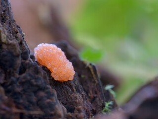 raspberry slime mold