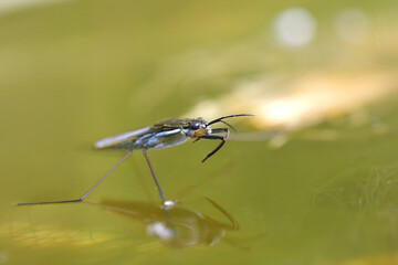 water skeeters