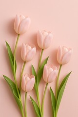 Beautiful pink tulips on a pastel pink background