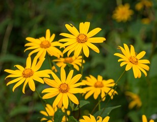 Cluster of bright yellow wildflowers