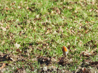 Rouge-gorge posé sur l’herbe en hiver