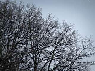 Branchages d’arbres en hiver