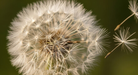 Dandelion Wishes Blowing in the Wind, green nature background
