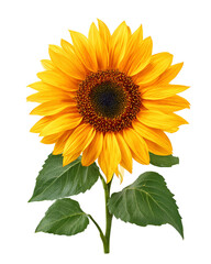 Fototapeta premium Vibrant Sunflower Isolated on Black Background,