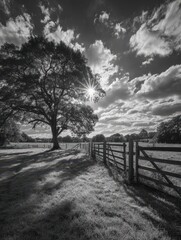 Monochrome Serenity: Capturing the Essence of Agricultural Landscapes with Trees basking in Summer Sunlight