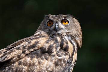 adult eurasian eagle owl is perched and watchful on a sunny day