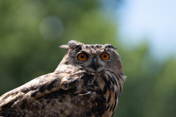 Obraz premium adult eurasian eagle owl is perched and watchful on a sunny day