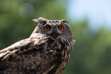 adult eurasian eagle owl is perched and watchful on a sunny day