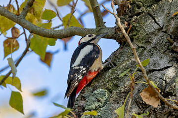 Great Spotted Woodpecker (Dendrocopos major) of Eurasia
