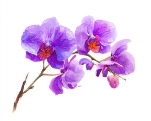 Naklejka premium Hand-Painted Orchid Blooms: Isolated Purple Flowers on a Crisp White Canvas