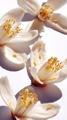 Obraz premium Close-up exploration of lemon tree flowers showcasing delicate white petals and vibrant yellow stamens against a clean white background