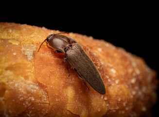 Pennsylvania Dingy ground beetle feeding on bread