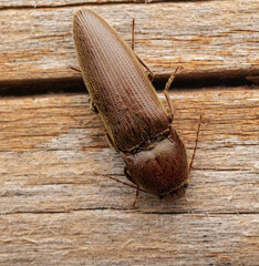 Pennsylvania Dingy ground beetle