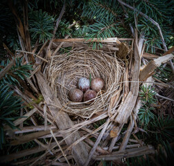 bird nest on a tree