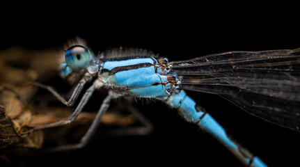 close up of a blue dragonfly