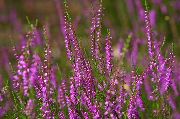 flowering heather