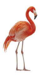 Obraz premium Side view of a vibrant pink flamingo. Detailed plumage, long neck, and long legs are clearly visible. Image is pixelated