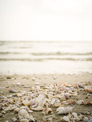 muschel am strand brandung