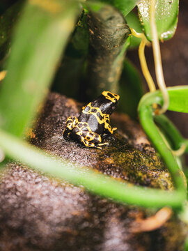 Gelbgeb&auml;nderter Baumsteiger Frosch
