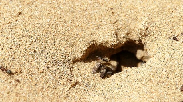 The ants dig a burrow in the sand on a hot summer day.