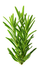 Fototapeta premium Close-up of fresh rosemary sprigs. Bright green, needle-like leaves tightly clustered