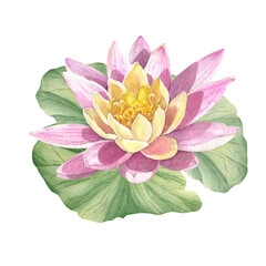 Watercolor pink lotuses. Water lilies are hand-drawn. Composition with lotus. Template for design of cards, invitations and fabrics.