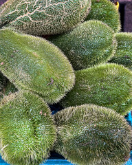 Exotic spiny chayote squash isolated close up