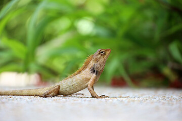 Agama Lizard sitting on a ground. Calotes in tropical forest