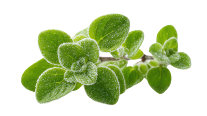 Close-up of fresh oregano leaves