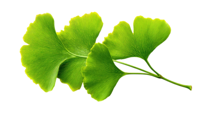 Close-up of three vibrant green Ginkgo biloba leaves, highlighted by a bright yellow-green border, set against a plain black background.