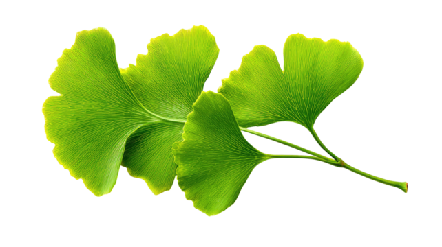 Close-up of three vibrant green Ginkgo biloba leaves, highlighted by a bright yellow-green border, set against a plain black background.
