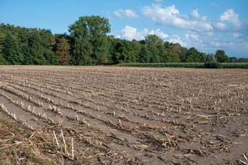 Harvested corn field and brown soil in Belsele, East Flanders, Belgium
