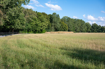 Green and yellow grasses of agriculture field at the countryside in Belsele, East Flanders, Belgium