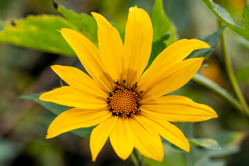 yellow flower on green background