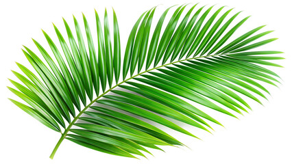 Obraz premium A vibrant green palm leaf isolated on transparent background, showcasing its intricate details and natural beauty in a minimalist composition