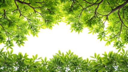 Looking up at the vibrant green canopy of trees against a bright white sky, a refreshing view from below, isolated on transparent background