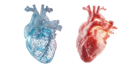Two stylized anatomical hearts, one in light blue, the other in reddish-orange,  show intricate network structures