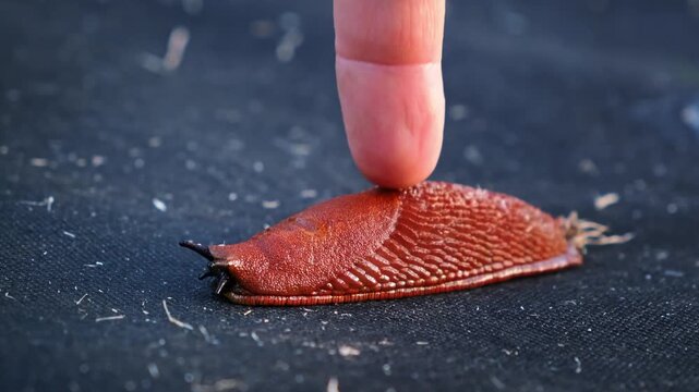 Spanish slug killer moves slowly on agrofibre. A person touches it with finger. Agricultural pest threat crops, invader consume vegetation. Creeping invasive molluscs. High quality 4k footage.