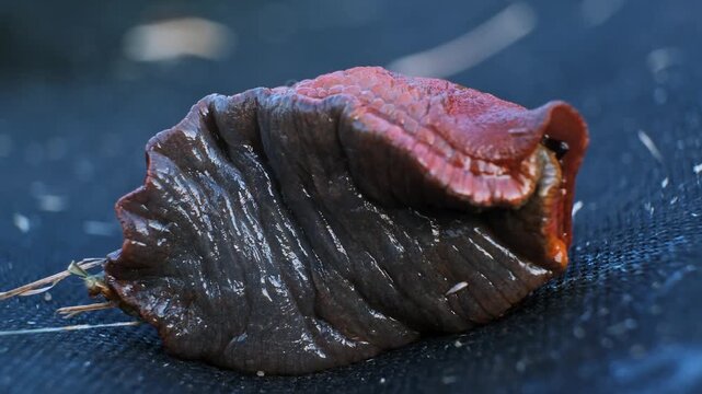 Spanish slug killer moves slowly on agrofibre. Agricultural pest threat crops, invader consume vegetation. Creeping invasive molluscs. High quality 4k footage.