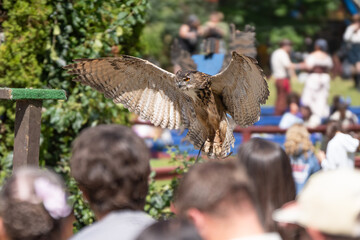 adult eurasian eagle owl with wings spread wide takes off and lands on its nearby perch while soaring over a crowd of spectators