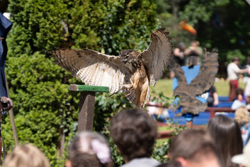 adult eurasian eagle owl with wings spread wide takes off and lands on its nearby perch while soaring over a crowd of spectators
