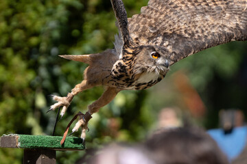 adult eurasian eagle owl with wings spread wide takes off and lands on its nearby perch while soaring over a crowd of spectators